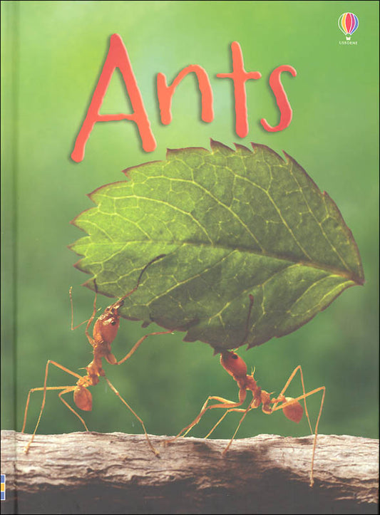 Ants