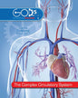 God's Wondrous Machine The Complex Circulatory System